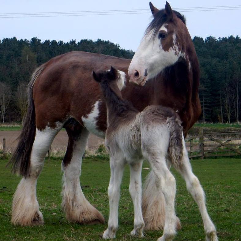 Hay Farm Heavy Horse Horse Centre - Berwick-upon-tweed, Northumberland